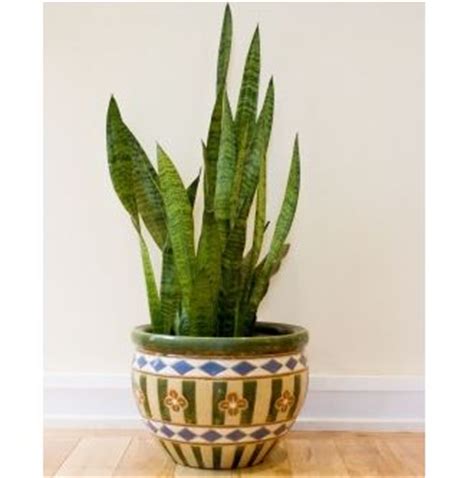 mother-in-laws-tongue-snake-plant-sansevieria image
