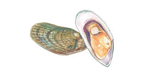 mussel-green-seafoodsource image
