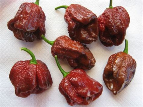top-10-spiciest-chillies-in-the-world-a-listly-list image