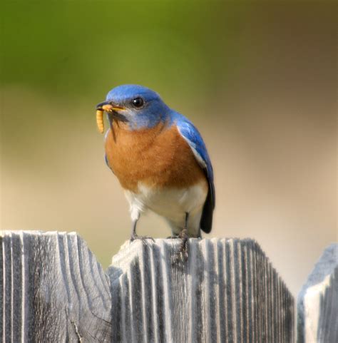 what-to-feed-bluebirds-in-the-winter-bluebird-landlord image