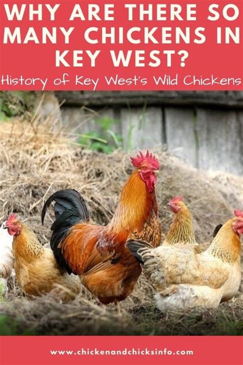 why-are-there-so-many-chickens-in-key-west image