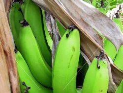 green-banana-salad-recipe-sparkrecipes image