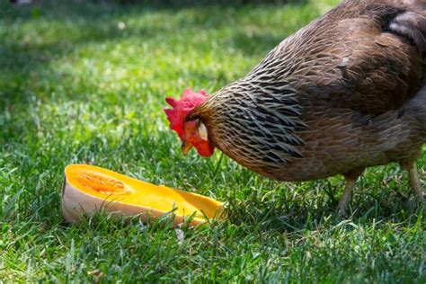 feeding-hens-with-kitchen-scraps-garden-therapy image