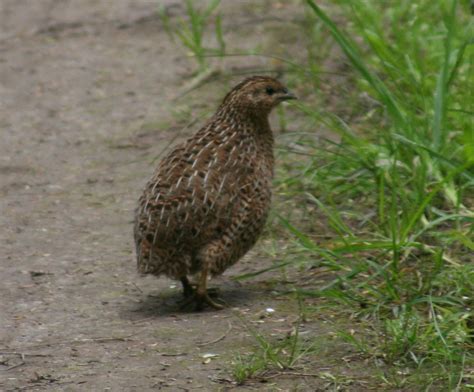 quail-wikipedia image