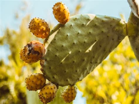how-to-eat-a-cactus-fruit-or-prickly-pear-cactusway image