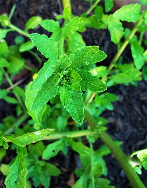 epazote-mexicos-mystery-herb-how-to-cook-epazote image
