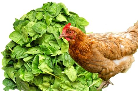 can-chickens-eat-spinach-things-to-bear-in-mind image