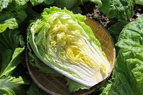 what-is-chinese-cabbage-the-spruce-eats image