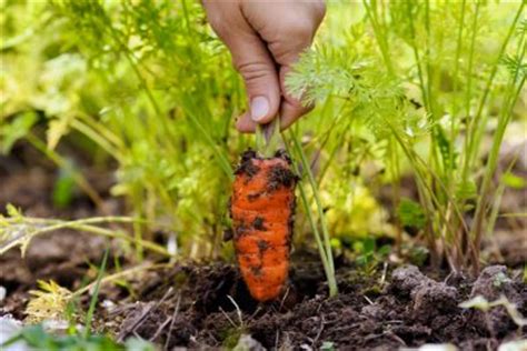 carrot-harvest-time-how-and-when-to-pick-carrots-in image
