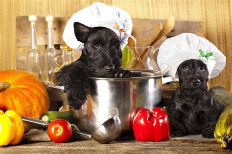 cooking-for-your-dog-dos-donts-of-homemade image
