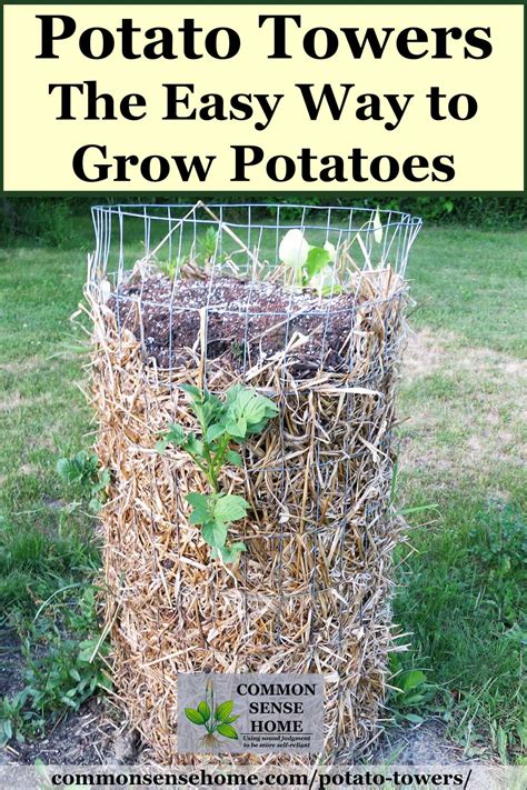 potato-towers-which-varieties-to-grow-and-tips-for image