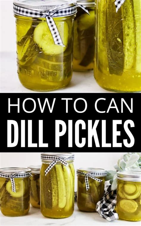crunchy-dill-pickle-recipe-with-canning-directions image