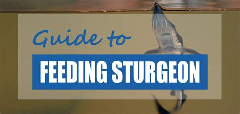 ultimate-guide-to-feeding-sturgeon-what-food-how image