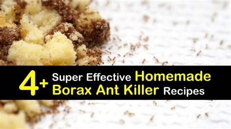 4-super-effective-homemade-borax-ant-killer image