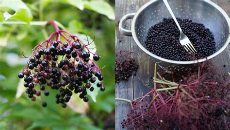 harvesting-elderberries-12-recipes-youve-got-to-try image