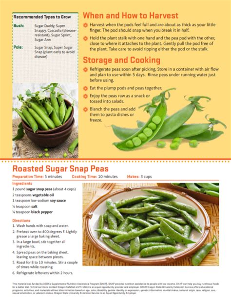 snap-peas-harvest-storage-and-cooking-food-hero image