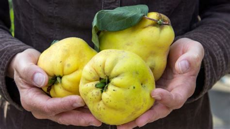 what-is-quince-and-what-can-i-cook-with-it-taste-of image