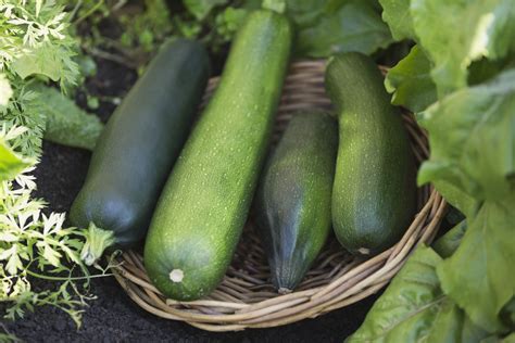 how-to-harvest-zucchini-the-spruce image