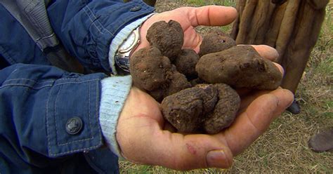 truffles-the-most-expensive-food-in-the-world-cbs-news image