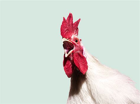 the-taste-of-scandinavian-chicken-daily-scandinavian image