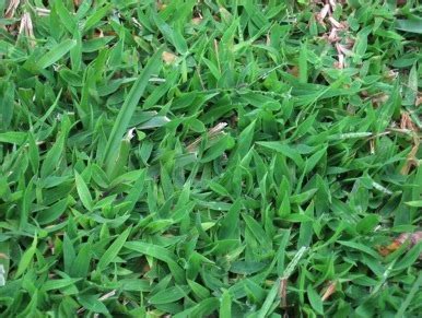 crabgrass-was-king-eat-the-weeds-and-other-things image