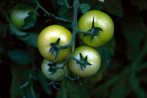 got-green-tomatoes-5-ways-to-use-them-up-the image