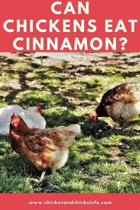 can-chickens-eat-cinnamon-my-favorite-spice image