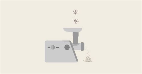how-to-make-diy-cricket-flour-the-easy-way-crickster image