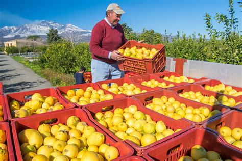 3-most-popular-sicilian-lemons-tasteatlas image