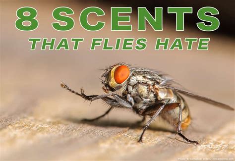 8-scents-that-flies-hate-and-how-to-use-them-pest image