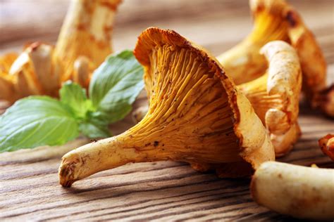 chanterelle-mushrooms-recipes-and-nutrition-facts image