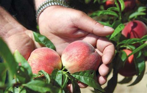 fresh-peach-mostarda-recipe-edible-jersey image