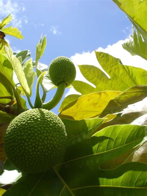 breadfruit-culture-recipes-and-health-information image