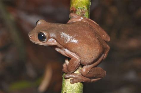 adorable-new-chocolate-frog-species-discovered-but image