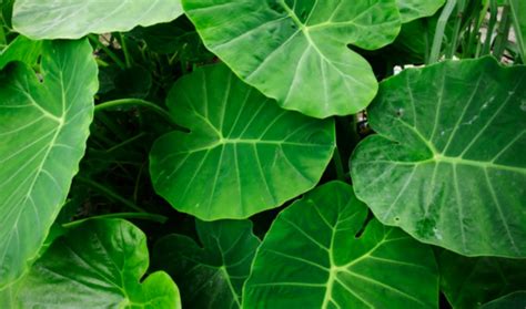 how-to-fertilize-elephant-ears-grow-it-faster-healthy image