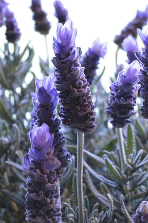 lavender-plant-feeding-how-to-fertilize-lavender-plants image