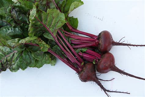 chilled-beet-soup-with-chives-mariquita-farm image