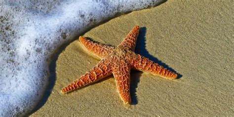 how-to-cook-starfish-butterypan image