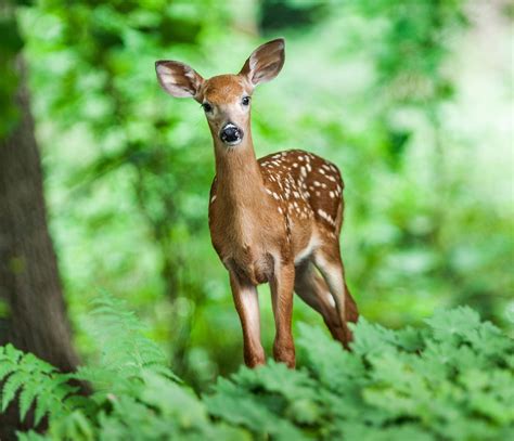 deer-how-to-identity-and-keep-deer-out-of-your image