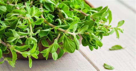 what-is-marjoram-benefits-side-effects-and-uses image