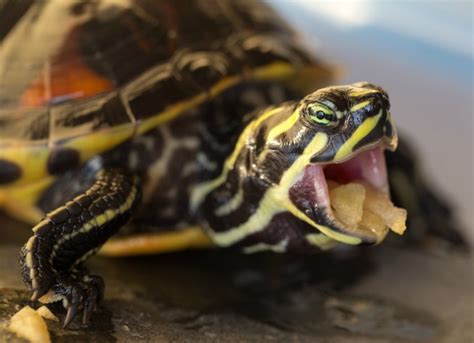 what-do-pet-turtles-eat-petmd image