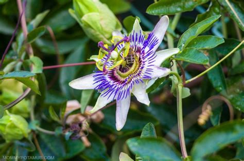 5-benefits-of-passionflower-how-to-use-it image