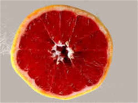 texas-state-fruit-texas-red-grapefruit-ereferencedesk image