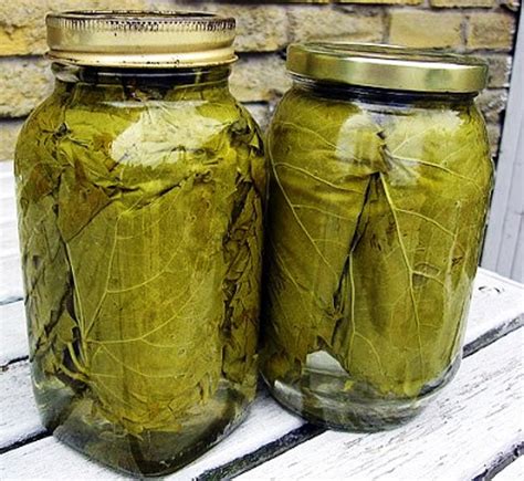 picking-and-preserving-grape-leaves-food-heritage image