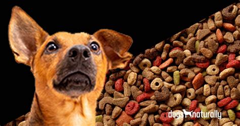 how-hidden-sugars-in-your-dogs-food-are-making-him image