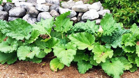 rhubarb-muffins-my-everchanging-garden image
