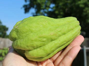 how-i-prepare-green-and-prickly-chayote-squash-for image