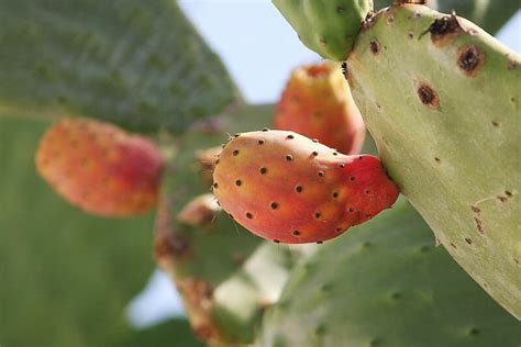 are-cacti-edible-5-types-of-cactus-you-can-eat image