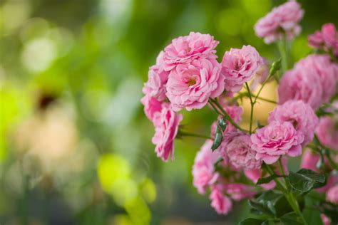 growing-pink-roses-what-are-the-best-types-of-pink image