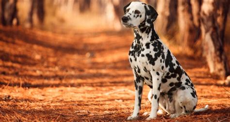 the-13-best-dog-foods-for-dalmatians-2022-reviews image